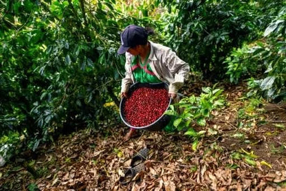 Panamá - Chiriquí - Finca Lorayne -  Lavado