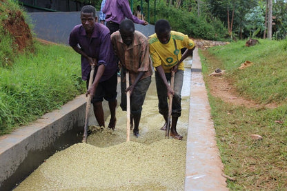 Coffee Mori - Burundi - Kayanza- Lavado